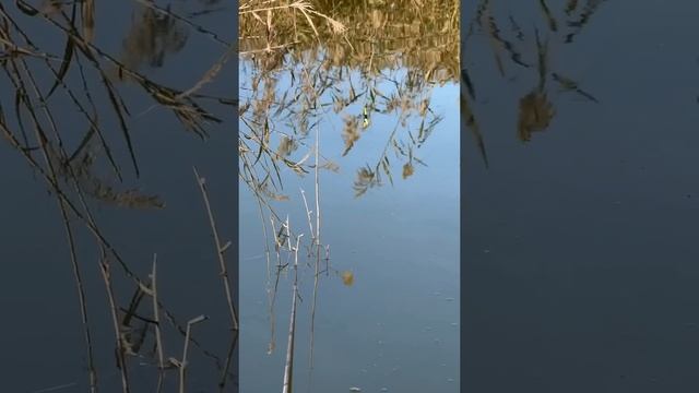 рыбалка на поплавок в камышах