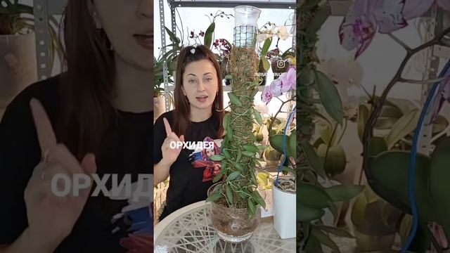 Интересные факты об орхидеи ваниль