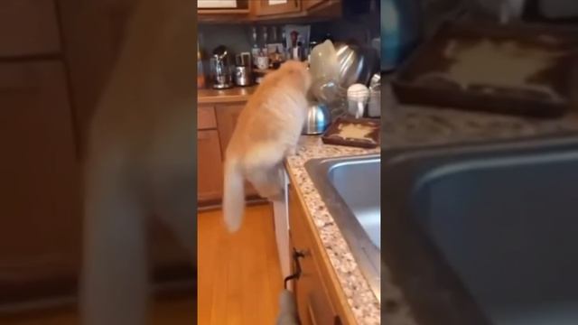 котяра кривожопый