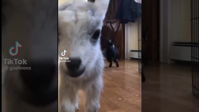 Домашние козлята