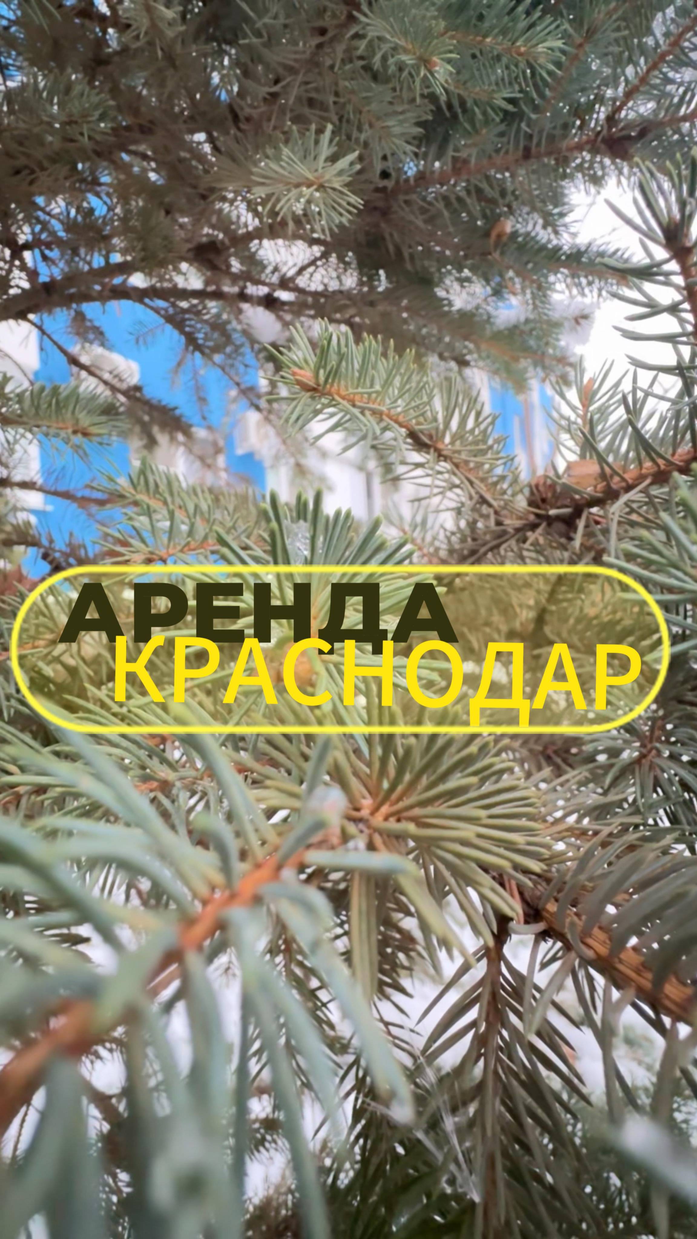 Аренда квартиры в Краснодаре #shorts #краснодар