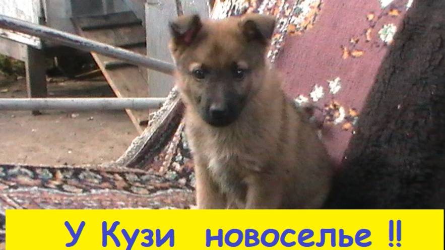 У  Кузи  новоселье