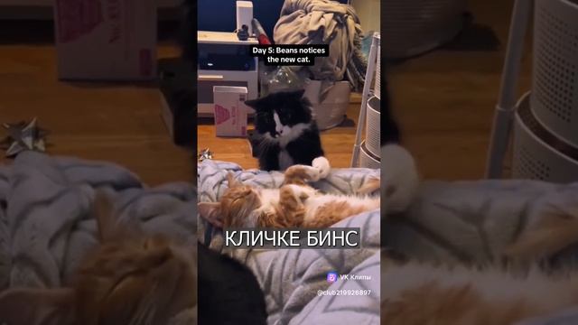 Хозяйка завела себе второго кота! И вот...