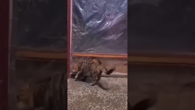 кот хитрец