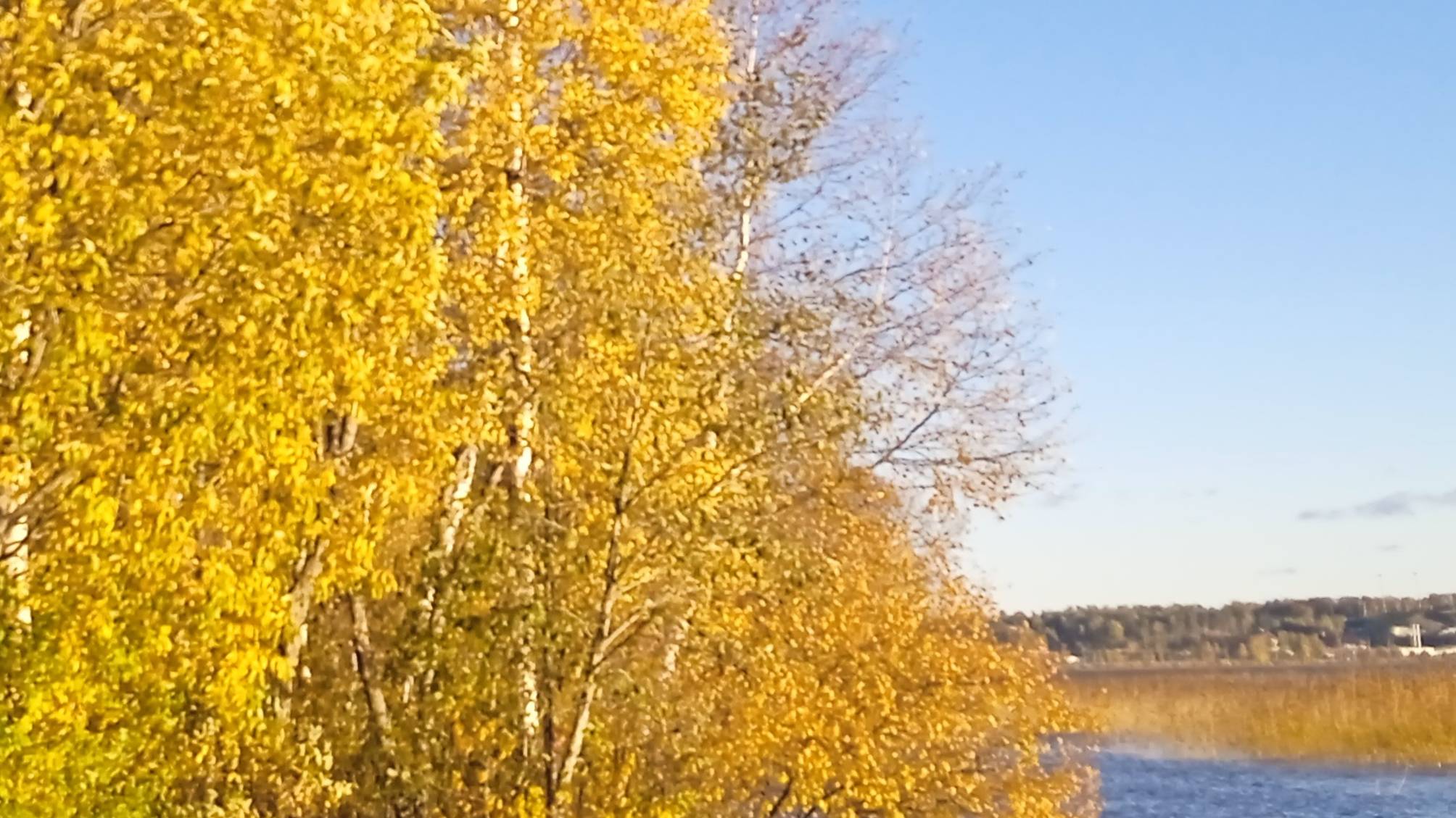 Осень в Осельках 22