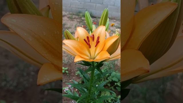 1000049536.mp4