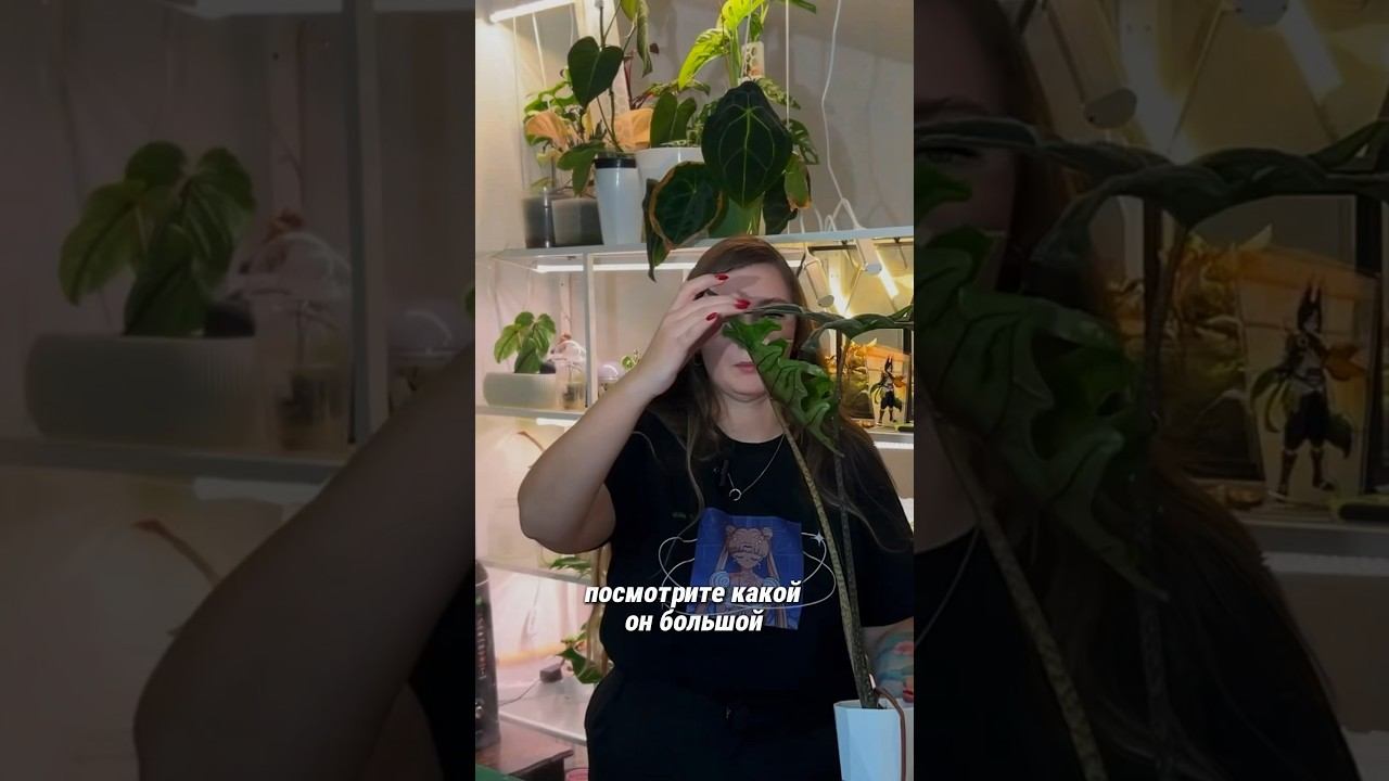 Полное видео уже на канале  #растения #алоказия #plants #urbanjungle
