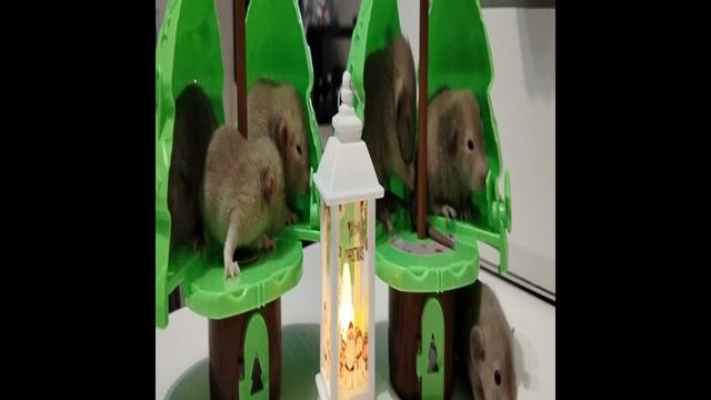 Крыски лапочки