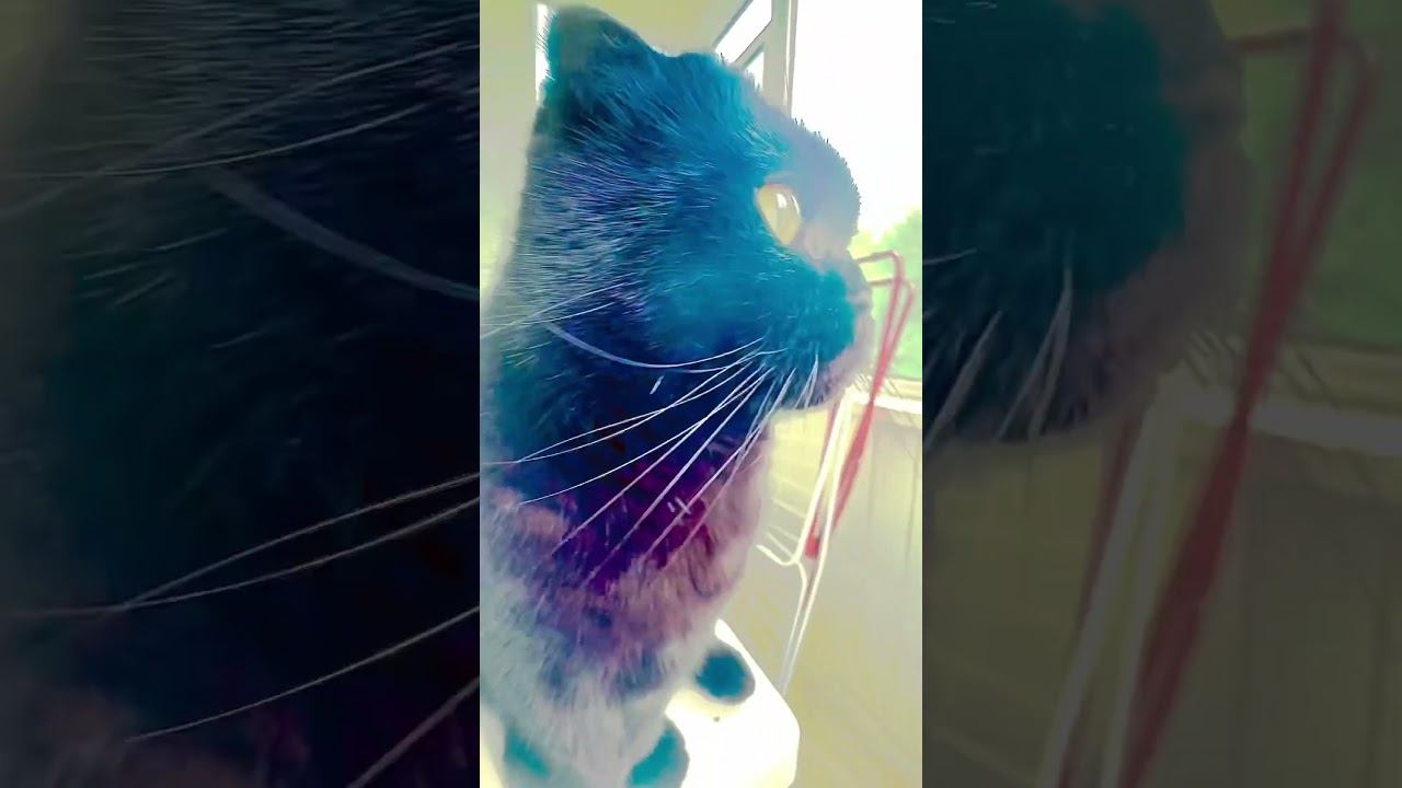 как вам котик