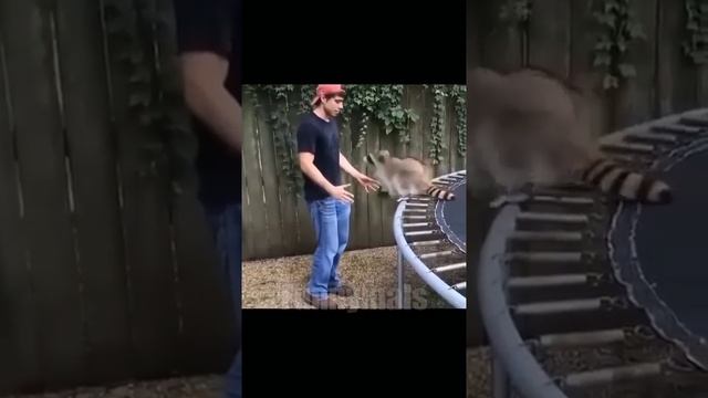 Забавные животинки