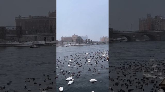 Белый лебедь на пруду🦢