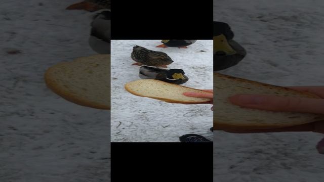 4716.mp4