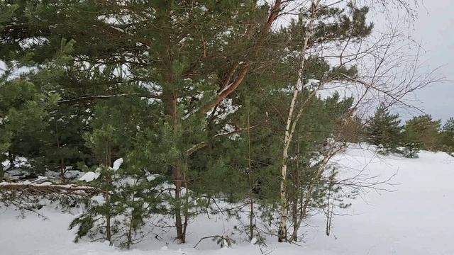 Когда выдался снежный январь на Куршской косе