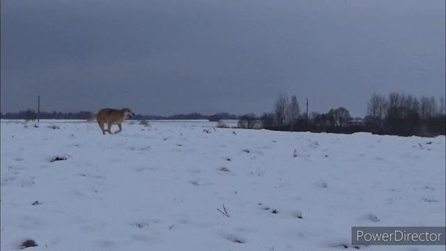 Нагонка русской гончей по зайцу-русаку