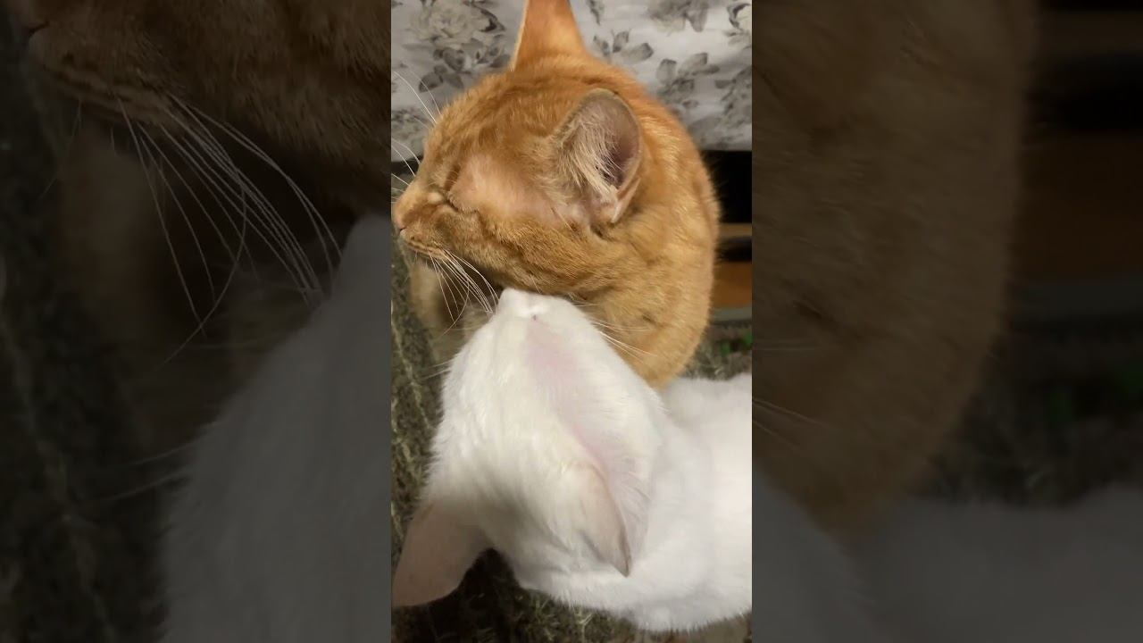 О чем думаешь #cat #кот #юмор