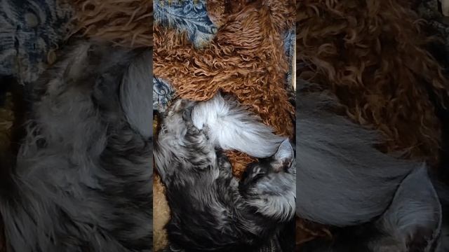 Неразлучные друзья Нора и Сильвия🤍🔥❤️