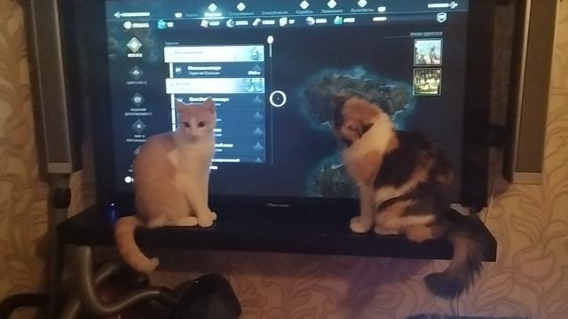 Котейки