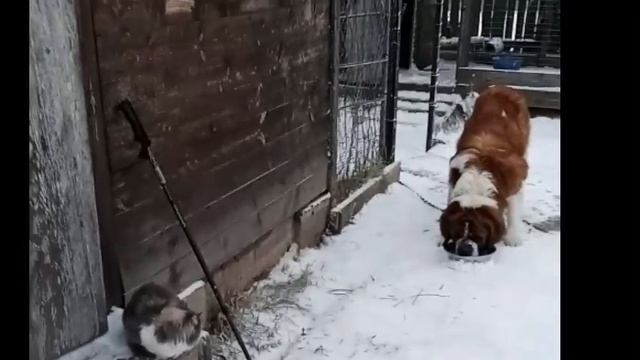 🐱🐶