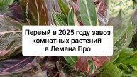 Первый в 2025 году завоз комнатных растений а Лемана Про