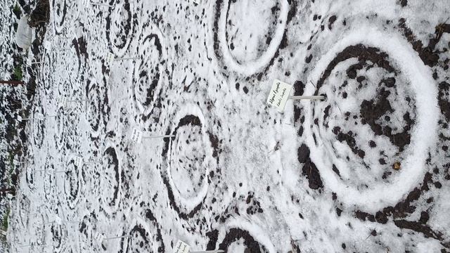 1000037511.mp4Корни пионов посажены, а я с нетерпением жду весны..! Пионы на даче...