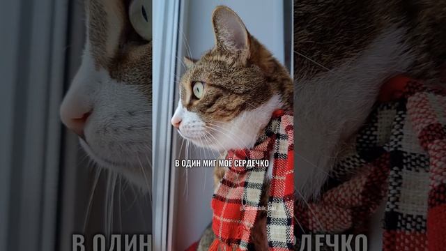 Вышла кошка на крылечко😻(Частушки от Котямбика)