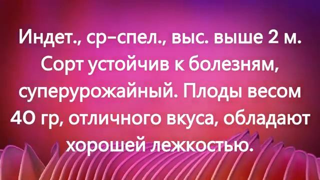 Эти томаты отлично подходят для консервирования. г. Киров