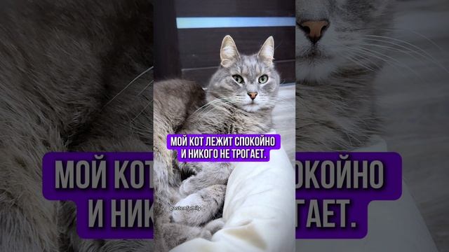 Кот лежит спокойно