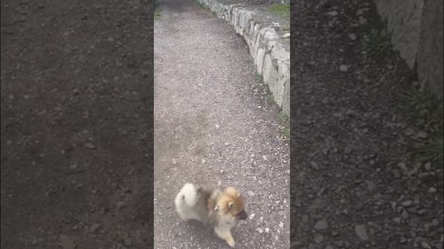 Ялта 💖💖💖 Прогулка по Солнечной тропе 🦮