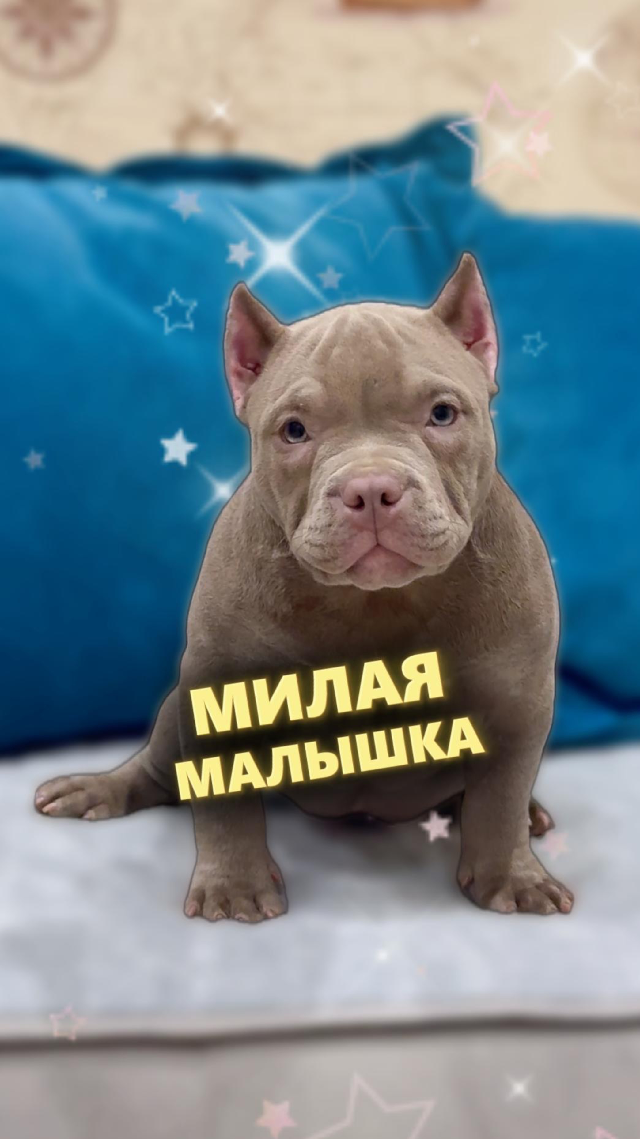 😍 УНИКАЛЬНОЕ предложение! Щенок американского булли по СУПЕР цене! 🐶💖 Не упустите шанс!