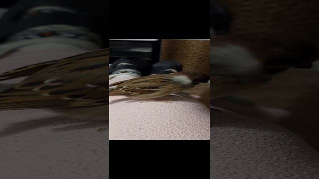 Арчуша красавчик (17.01.2024)