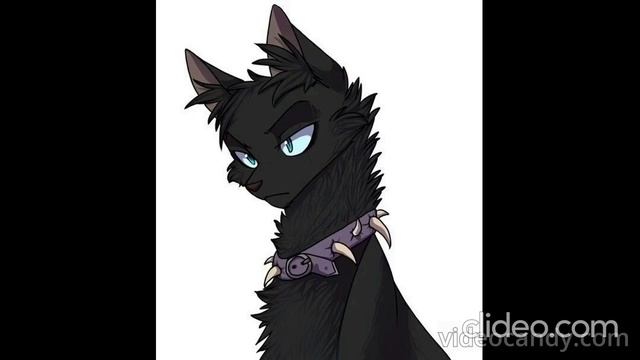 :3 warriors cats video