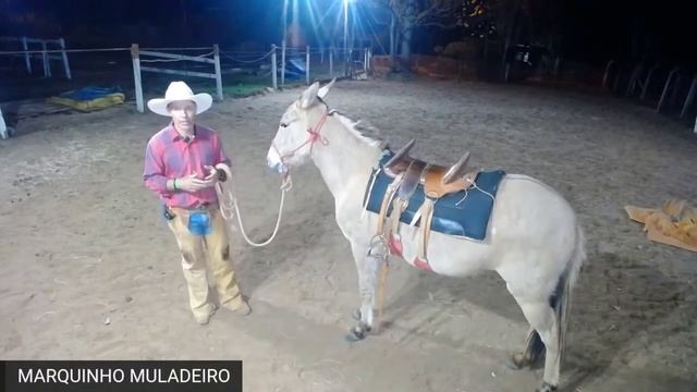 Como fazer o cavalo ou muar parar de pular ou morder na hora que vai montar para passear .