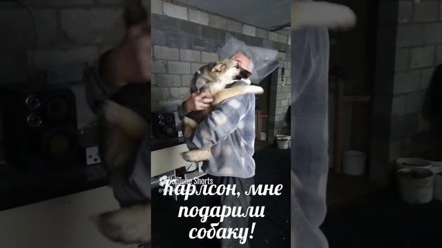 Карлсон, мне подарили собаку!