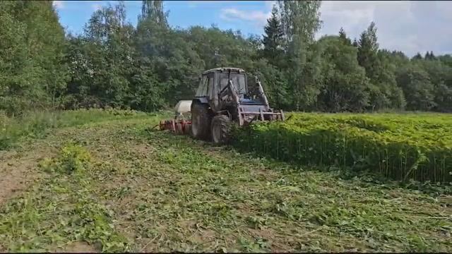 По метровому амаранту и по дождю сеем озимую пшеницу "Житницу".