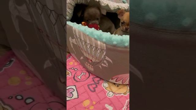 VID_20250116094300.mp4