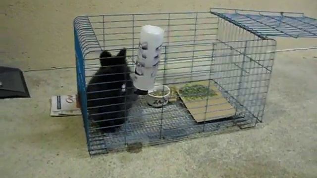 Smart bunny trained to jump INTO her cage