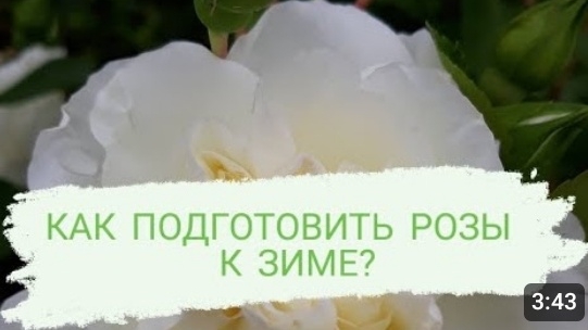 КАК ПОДГОТОВИТЬ РОЗЫ К ЗИМЕ ? КАК Я ГОТОВЛЮ РОЗЫ К ЗИМЕ И ПОЧЕМУ ИМЕННО ТАК.