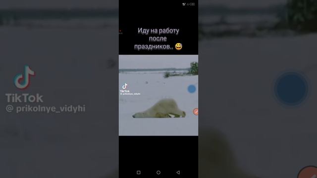 белый медведь