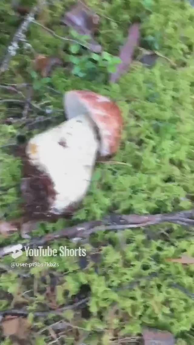 Вот это да! Боровик#Oh, my! Boletus #sorts
