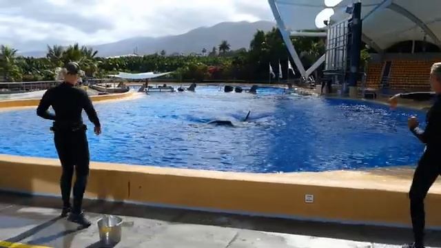 ORCA-Zuchtprogramm im Loro Parque - zoos.media (360p)