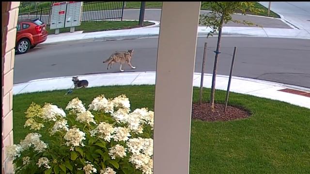 ON CAMERA: Coyote attacks little dog out on walk with young owner