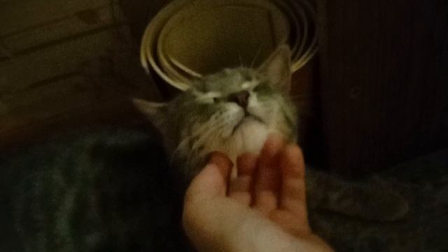 Рысик подрос!🐈⬛😺🐈