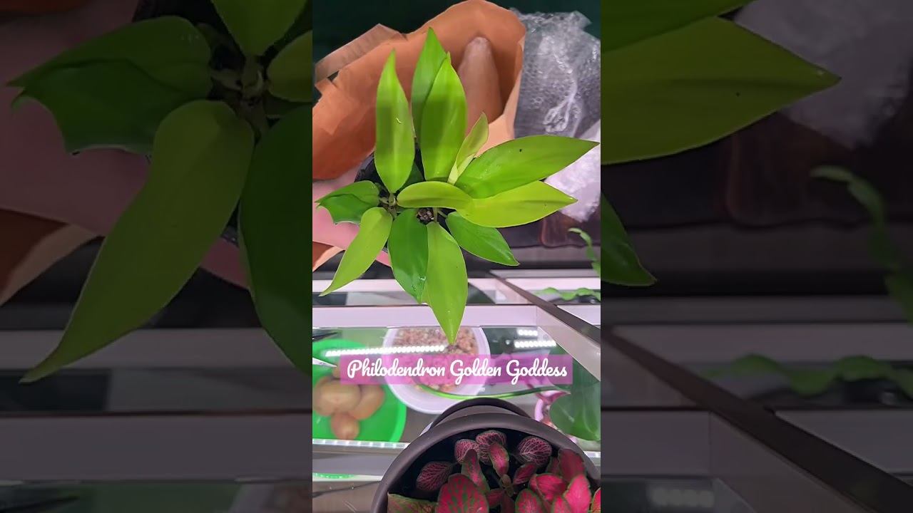 Unpacking new plants  Philodendron lemon lime, Philodendron Golden Goddess, Scindapsus Happy Leaf