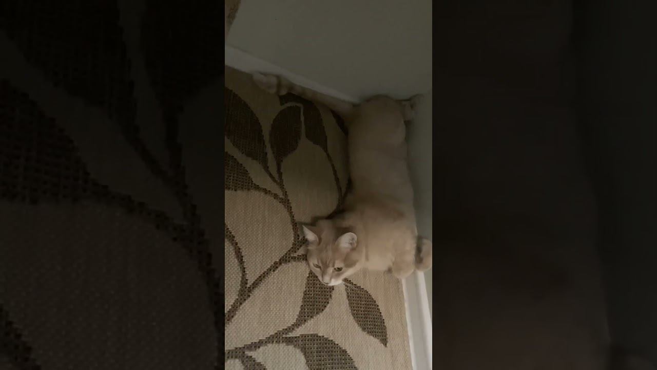 #котсамыйверныйдруг
