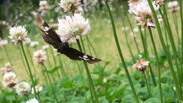 ダイミョウセセリDaimio tethys 2020/05/31 Park in Chiba, Butterfly of Japan