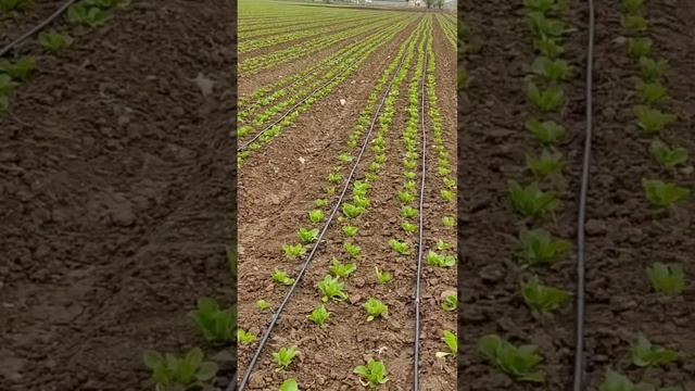 Выращивание салата айсбер, романо, лолло росса, руккола, шпинат, мангольд, фриссе... . г.Ташкент