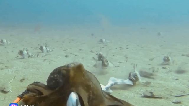 Octopus catches sharks 🦈