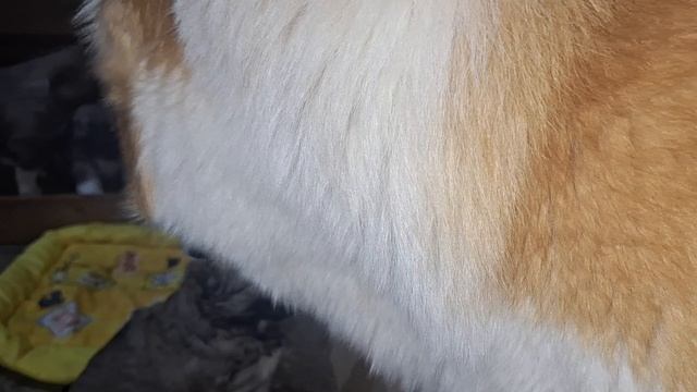 Брат учит алабашек