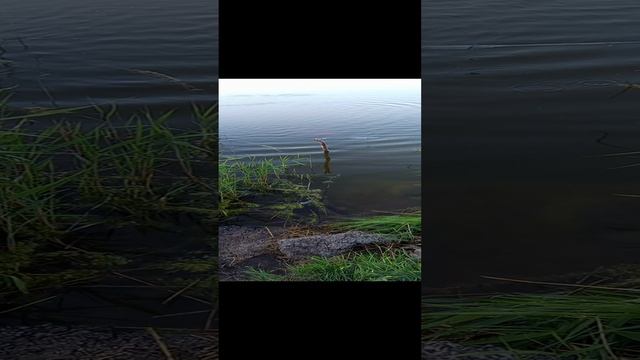 Поймал на кастинговую сетью