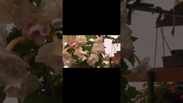 Ахименесы.